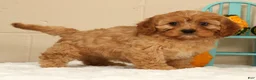 Cavapoo dogs for sale: Amber - Ad 1