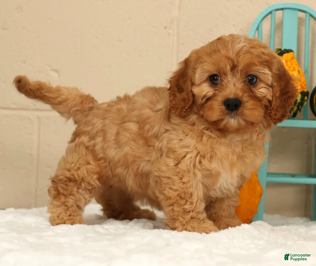 Cavapoo dogs for sale: Amber - Ad 1