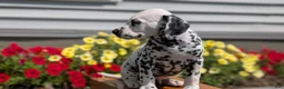 Dalmatian dogs for sale: Max - Ad 6