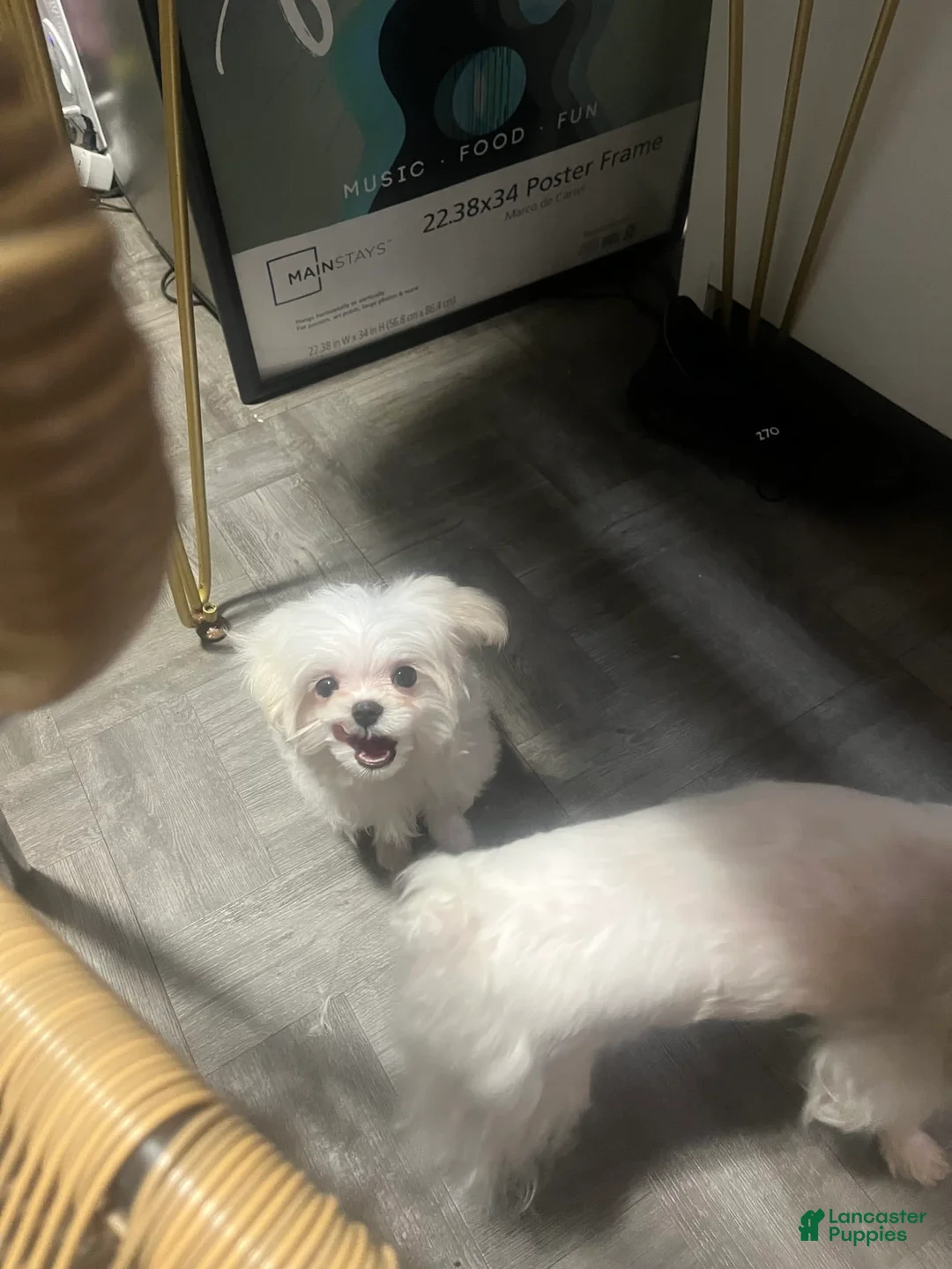 Gallery Image {{count}}