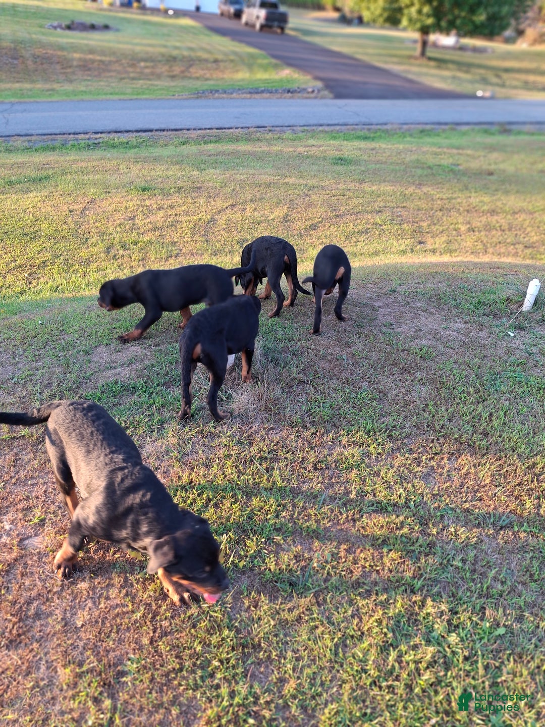 Rottweiler dogs for sale: Rottweiler Puppy 4 - Ad 11