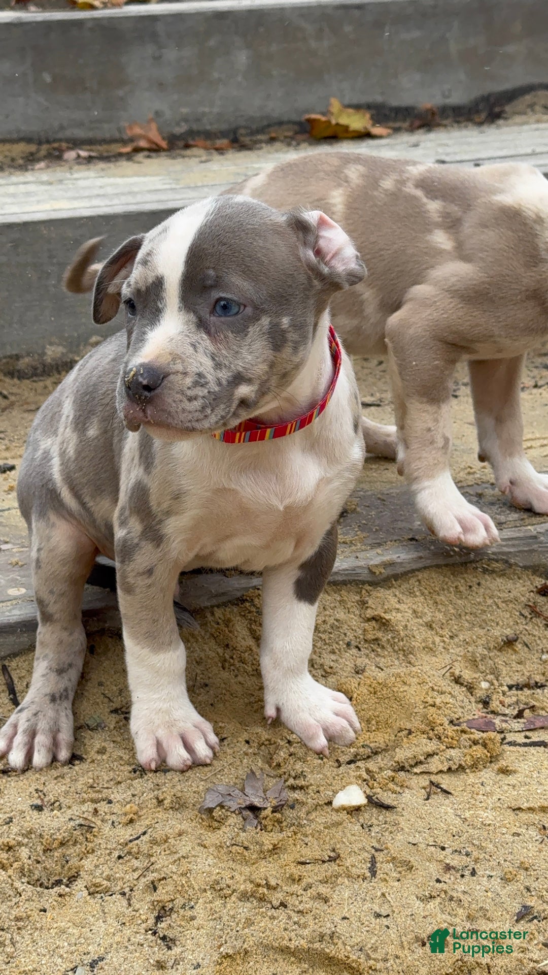 American Bully dogs for sale: Greyjoy  - Ad 21
