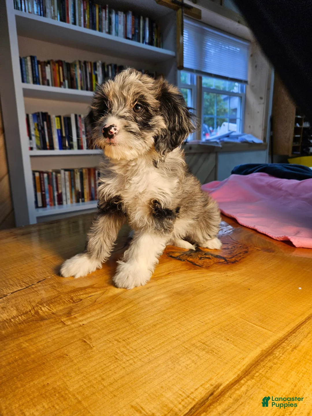 Mixed Breed dogs for sale: Skylar - Ad 7