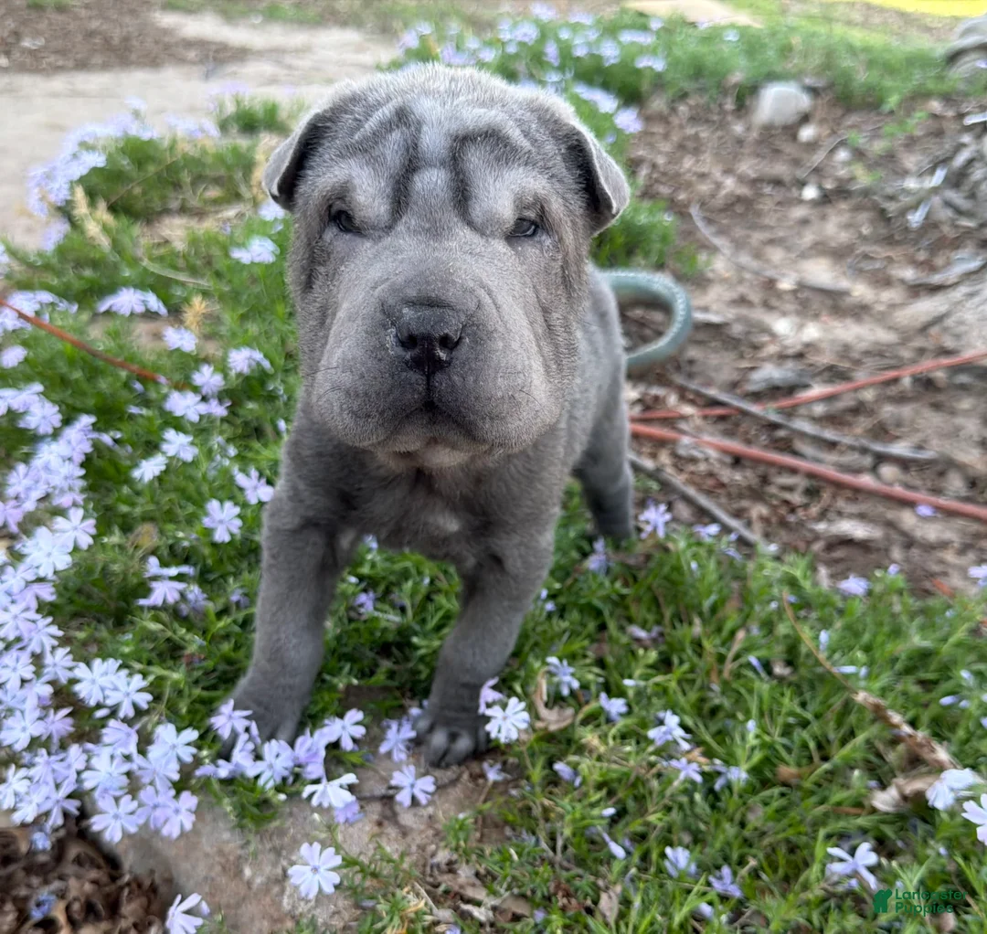 Shar Pei dogs for sale: Minnie - Ad 6
