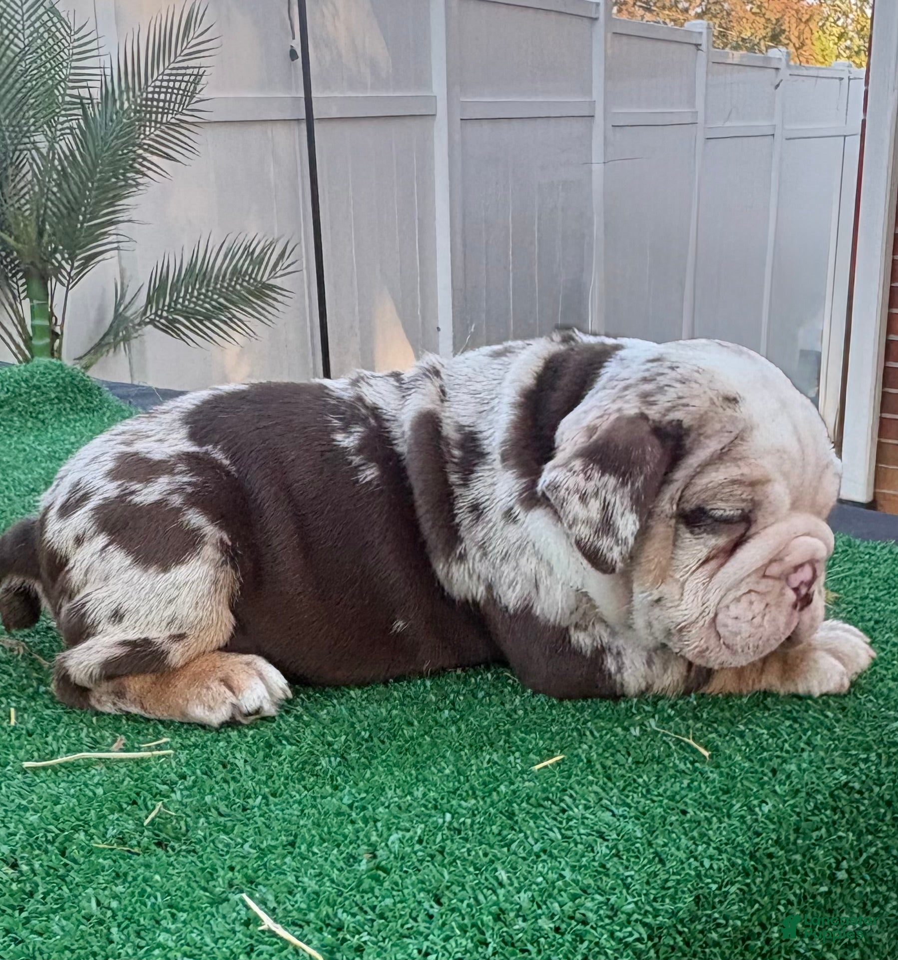 English Bulldog dogs for sale: Charlie Brown  - Ad 2
