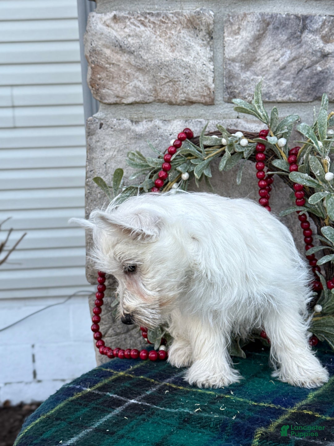West Highland Terrier dogs for sale: Fancy - Ad 4