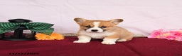 Welsh Corgi Pembroke dogs for sale: Oscar - Ad 3
