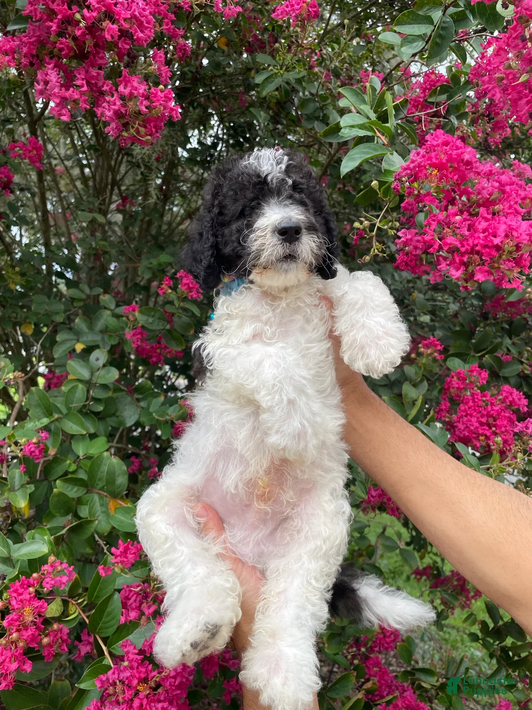 Goldendoodle dogs for sale: Champ - Ad 8