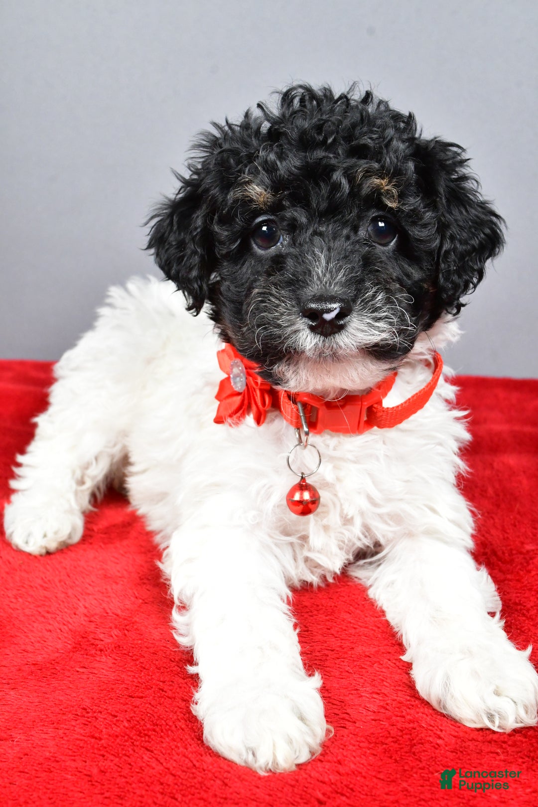 Miniature Poodle dogs for sale: April - Ad 4