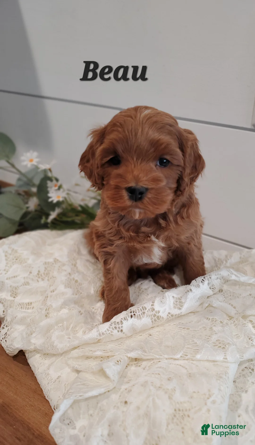 Cavapoo dogs for sale: Beau - Ad 2