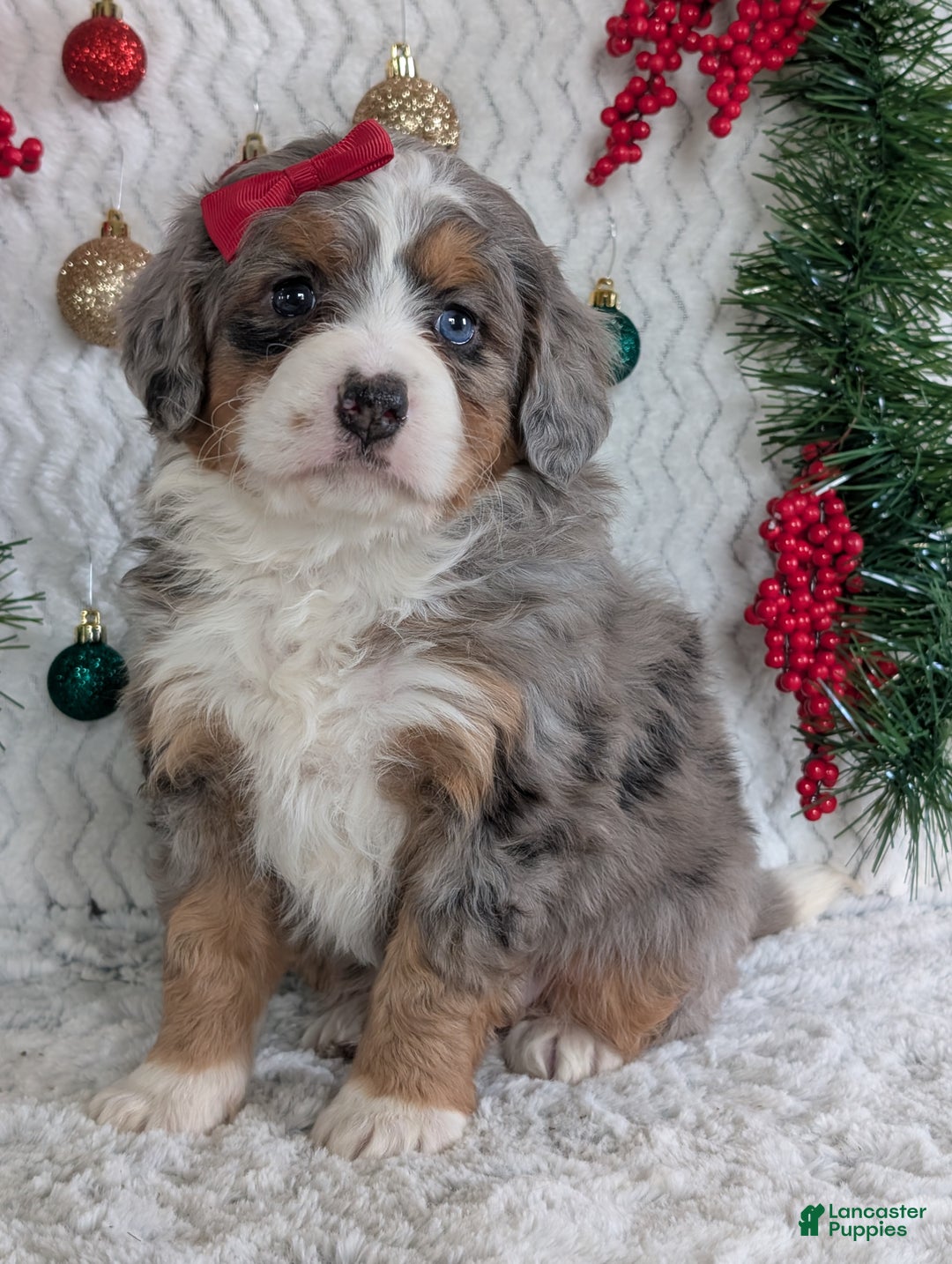 Mini Bernedoodle dogs for sale: Mini Daisy  - Ad 5