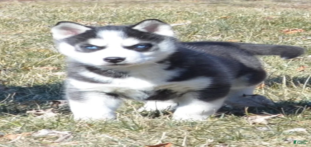 Gallery Image {{count}}