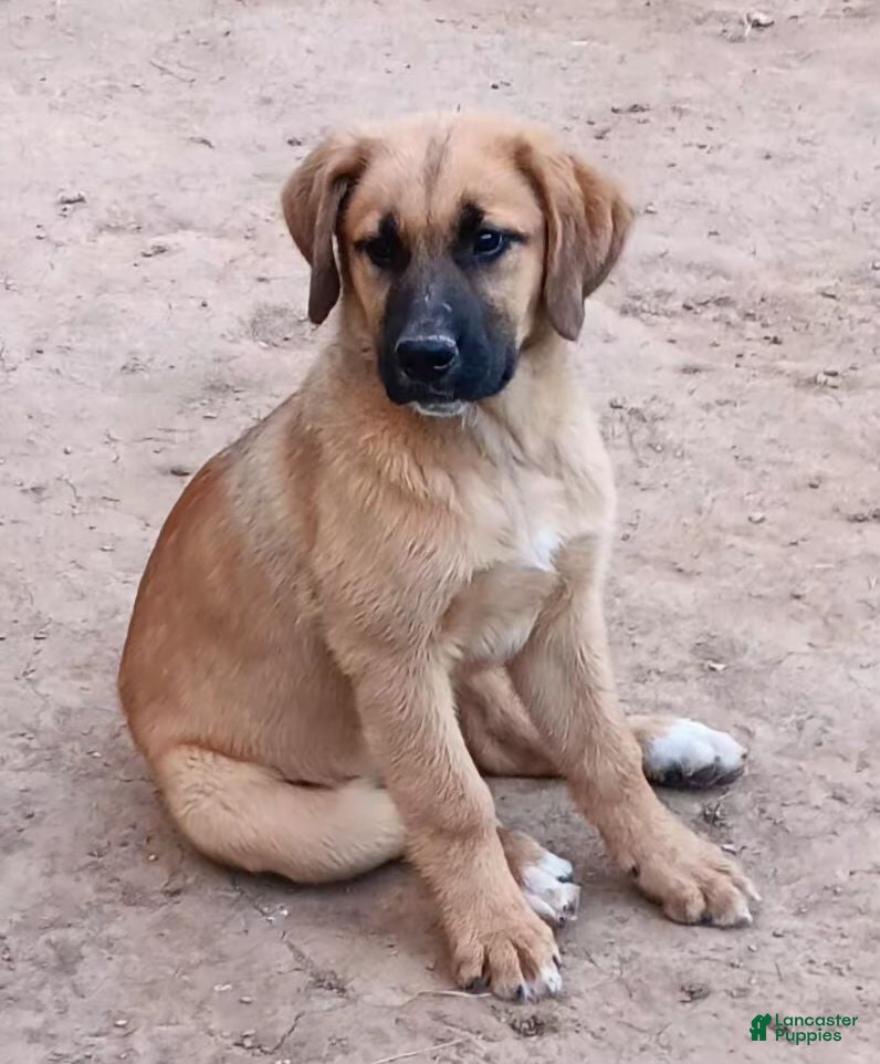 Mixed Breed dogs Ellie - Ad 1