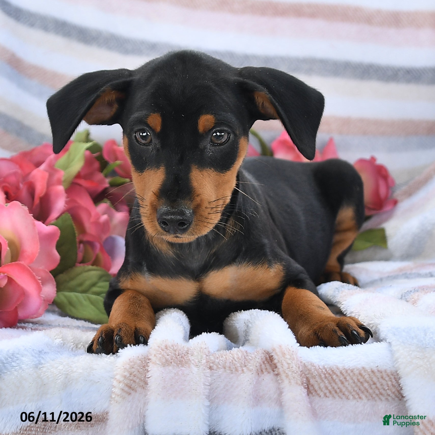 Miniature Pinscher dogs Chase - Ad 2
