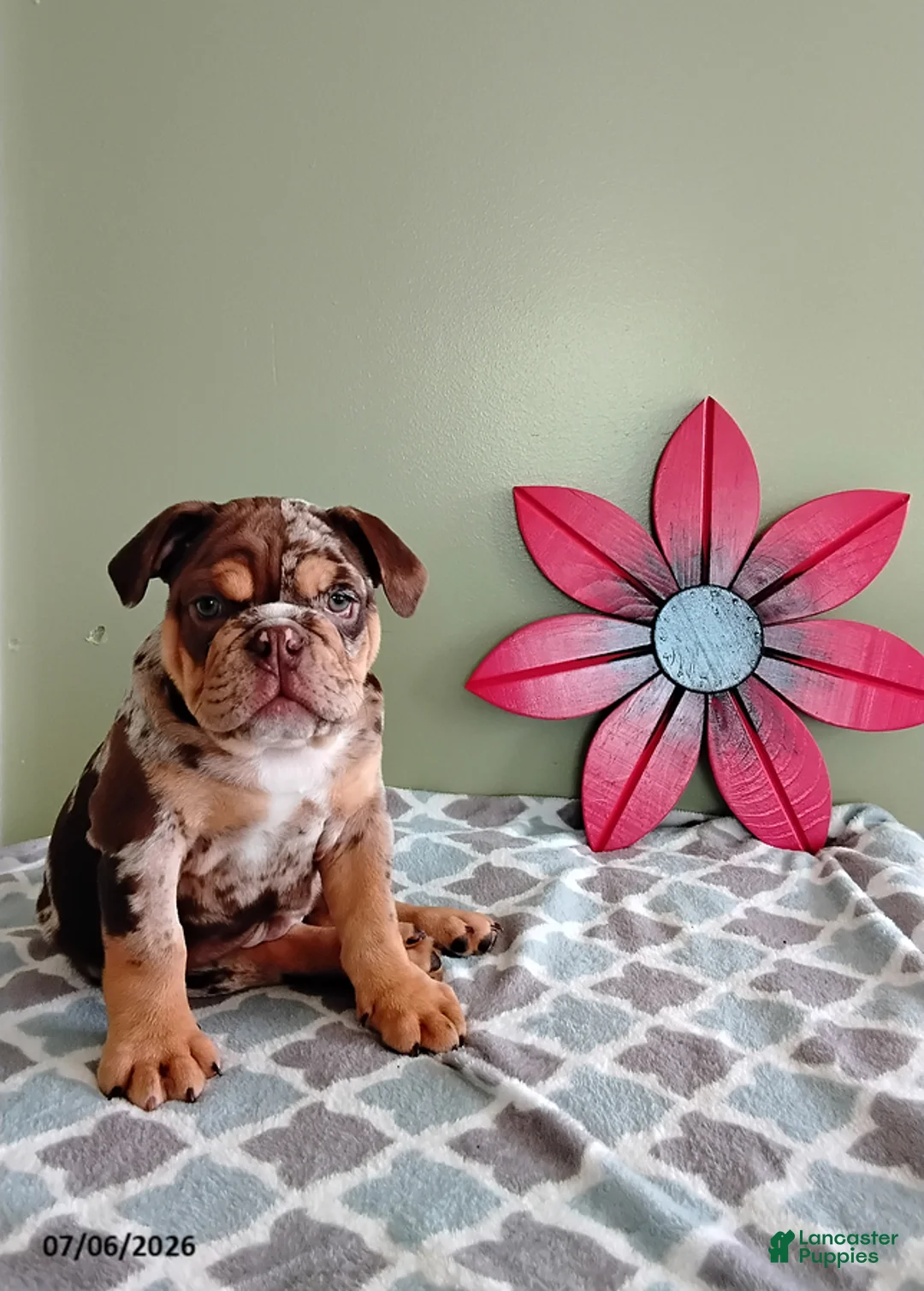 English Bulldog dogs for sale: Jackson - Ad 1