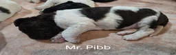 Newfypoo dogs for sale: Mr. Pibb - Ad 6