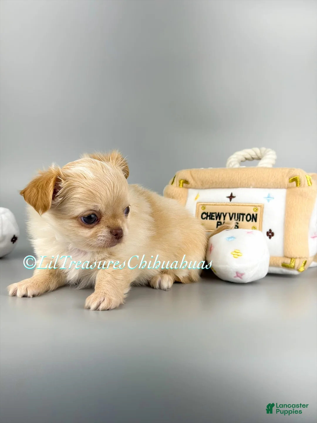 Chihuahua dogs for sale: Ben - Ad 2