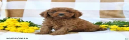 Cockapoo dogs for sale: Morgan - Ad 3