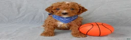 Cavapoo dogs for sale: Benji - Ad 4