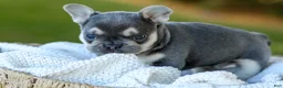 French Bulldog dogs for sale: Denver - Blue & Tan - Ad 14