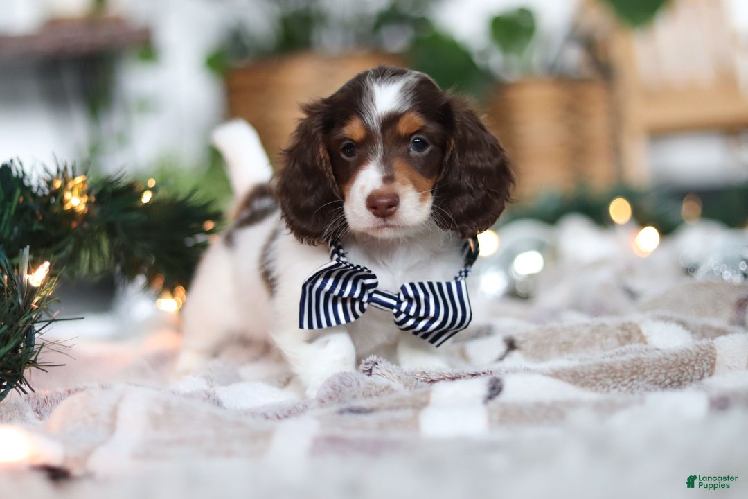 Miniature Dachshund dogs for sale: Charlie - Ad 3