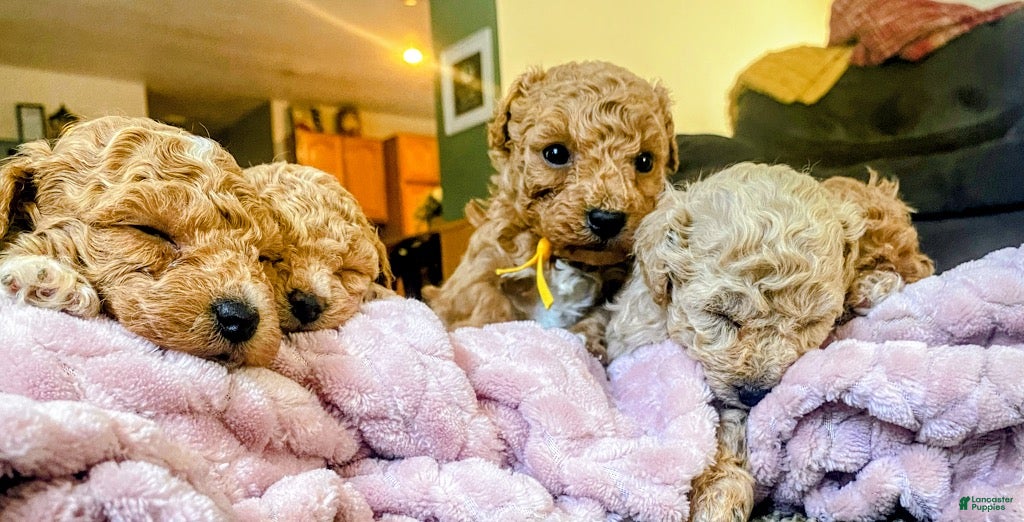 Toy Poodle dogs LITTLE JUNIOR  - Ad 1