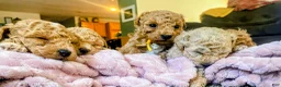 Toy Poodle dogs for sale: LITTLE JUNIOR  - Ad 2