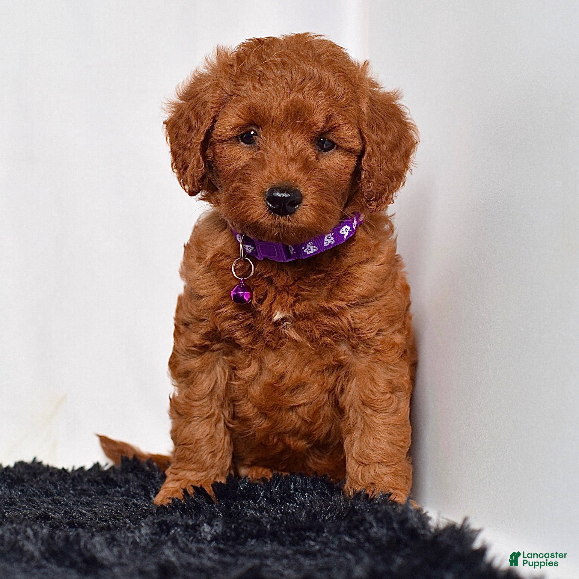 Mini Goldendoodle dogs Mr. Lex - Ad 1