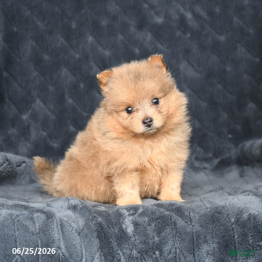 Pomeranian dogs Duke - Ad 1