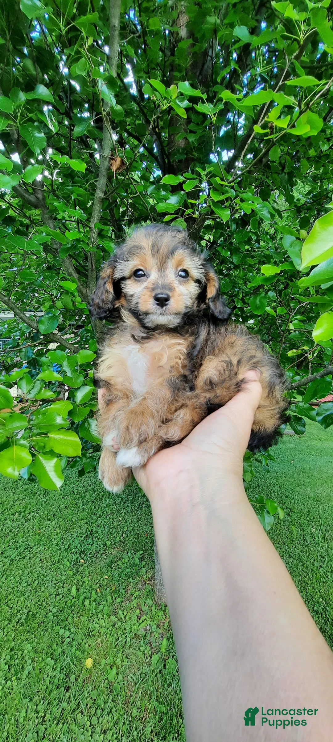 Cavapoo dogs for sale: Cavapoo Puppy 2 - Ad 2