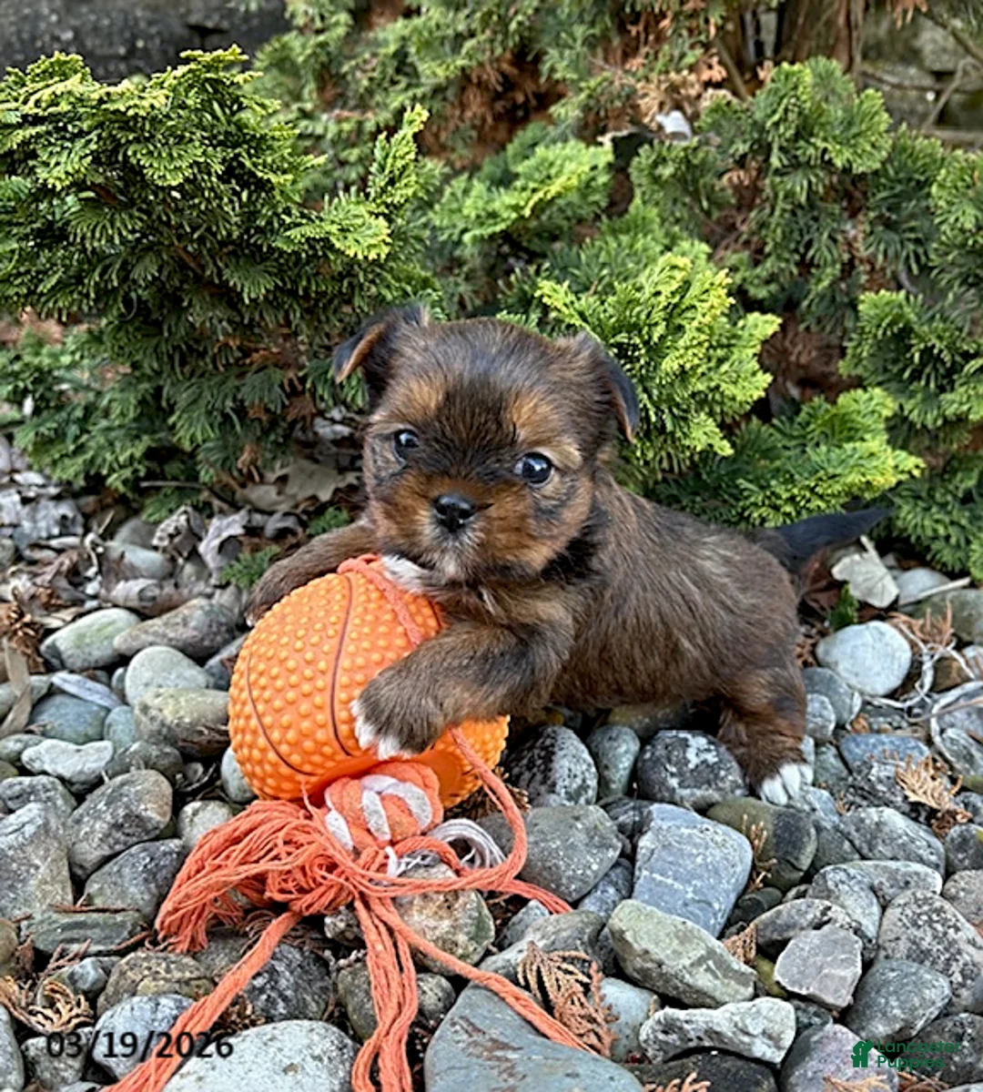 Shorkie dogs for sale: Murphy - Ad 3