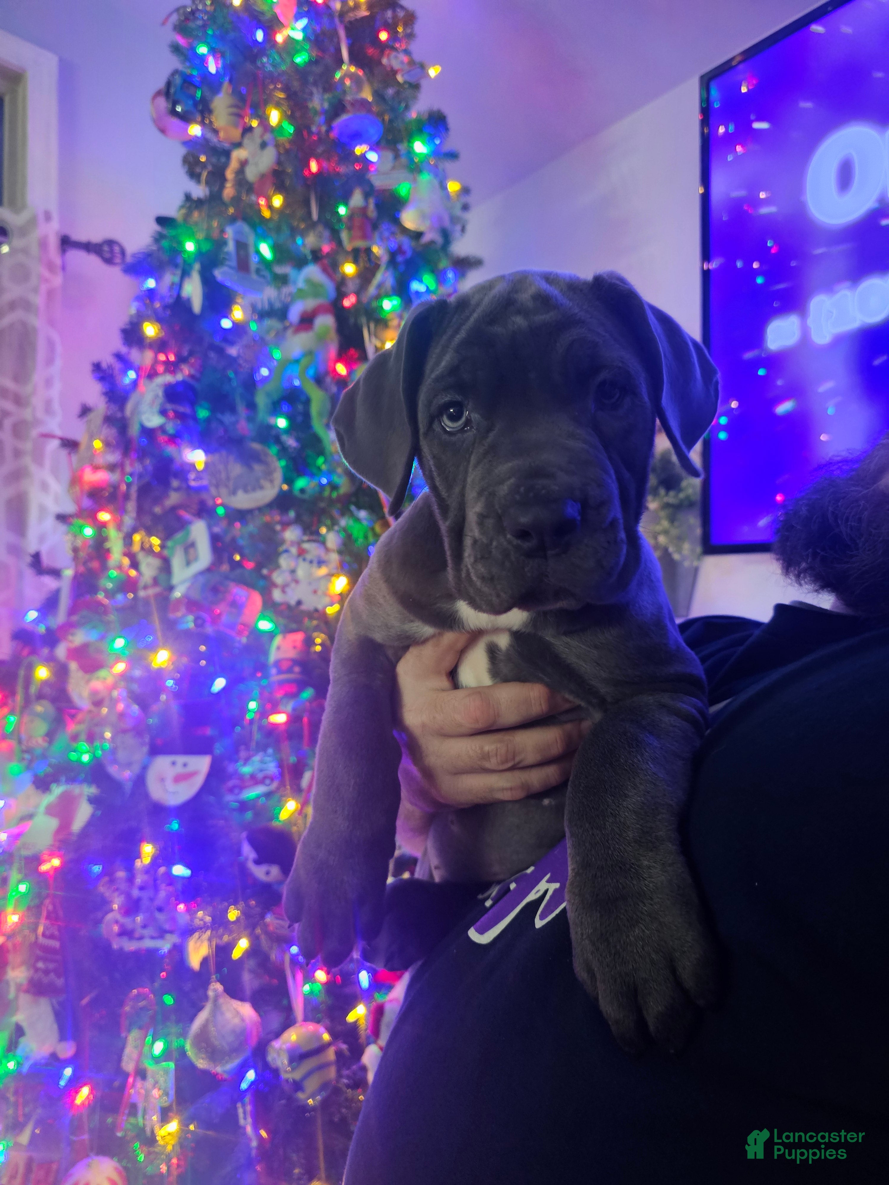 Cane Corso dogs Scarlett - Ad 36