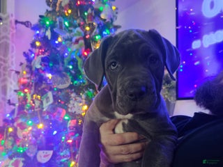 Cane Corso dogs Scarlett - Ad 36
