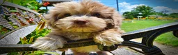 Havapoo dogs for sale: Eartha - Ad 4