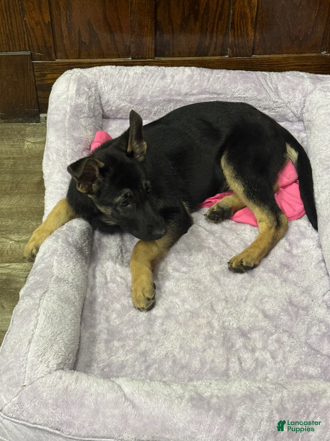 German Shepherd dogs for sale: German Shepherd Puppy 1 - Ad 3