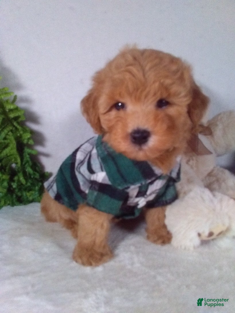 Bichpoo dogs Joey - Ad 1