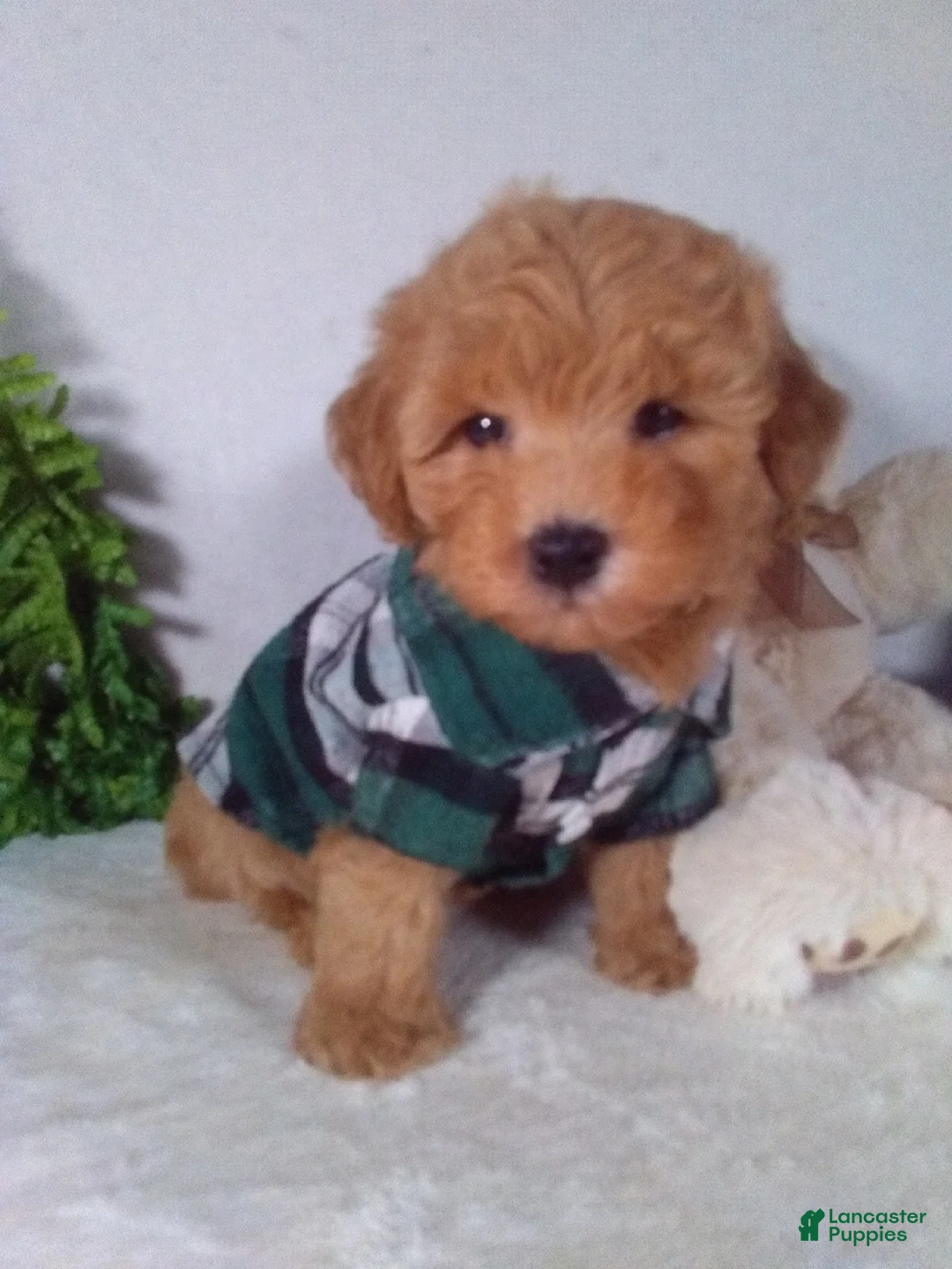 Bichpoo dogs for sale: Joey - Ad 1