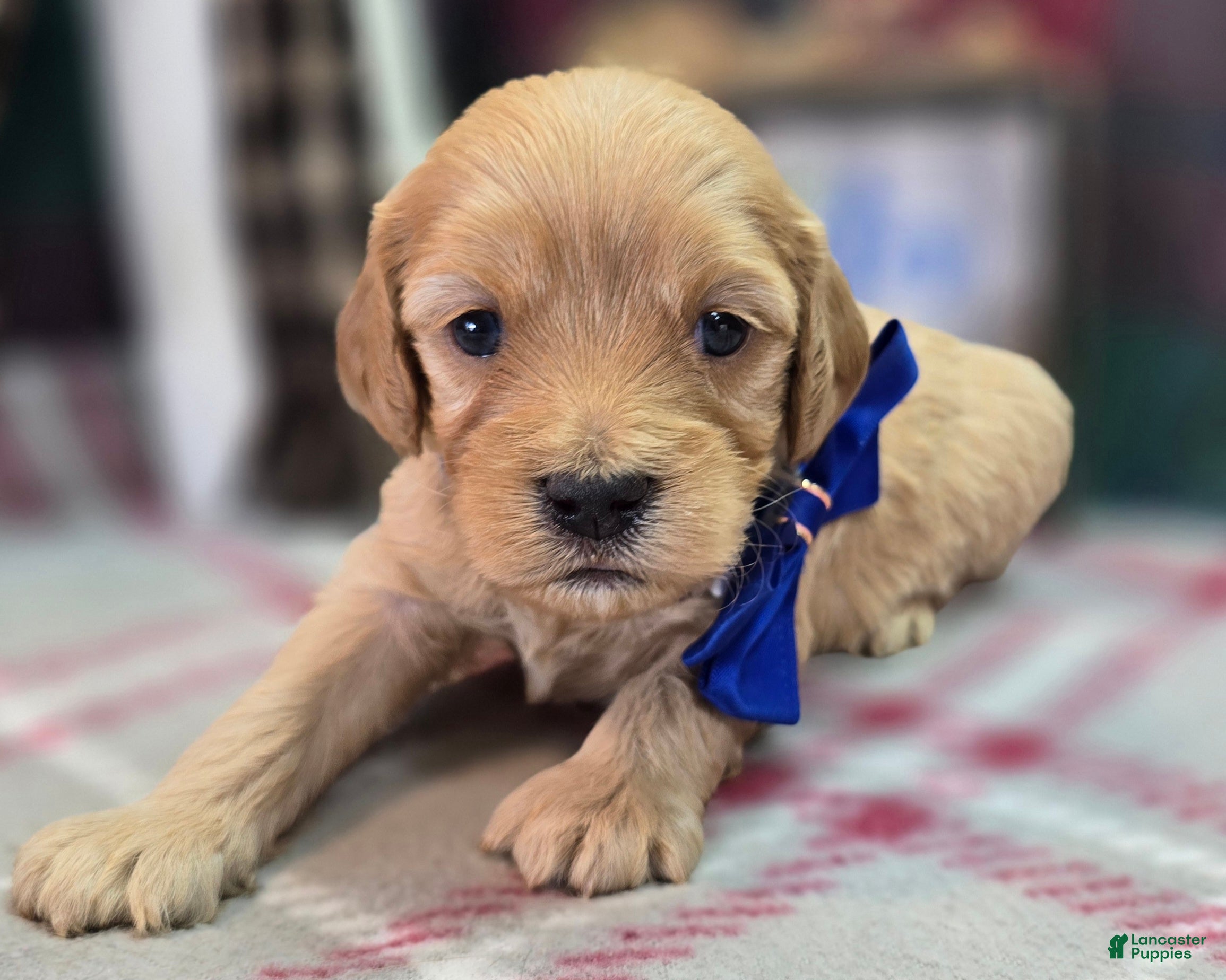 Cockapoo dogs Private Ryan - Ad 3