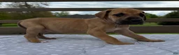 Great Dane dogs for sale: Gemelli (Pink) - Ad 2