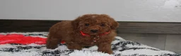 Miniature Poodle dogs for sale: Sammy - Ad 3