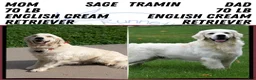 Golden Retriever dogs for sale: Bailey - Ad 11