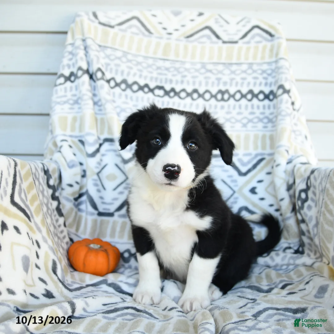 Border Collie dogs for sale: Evan - Ad 1