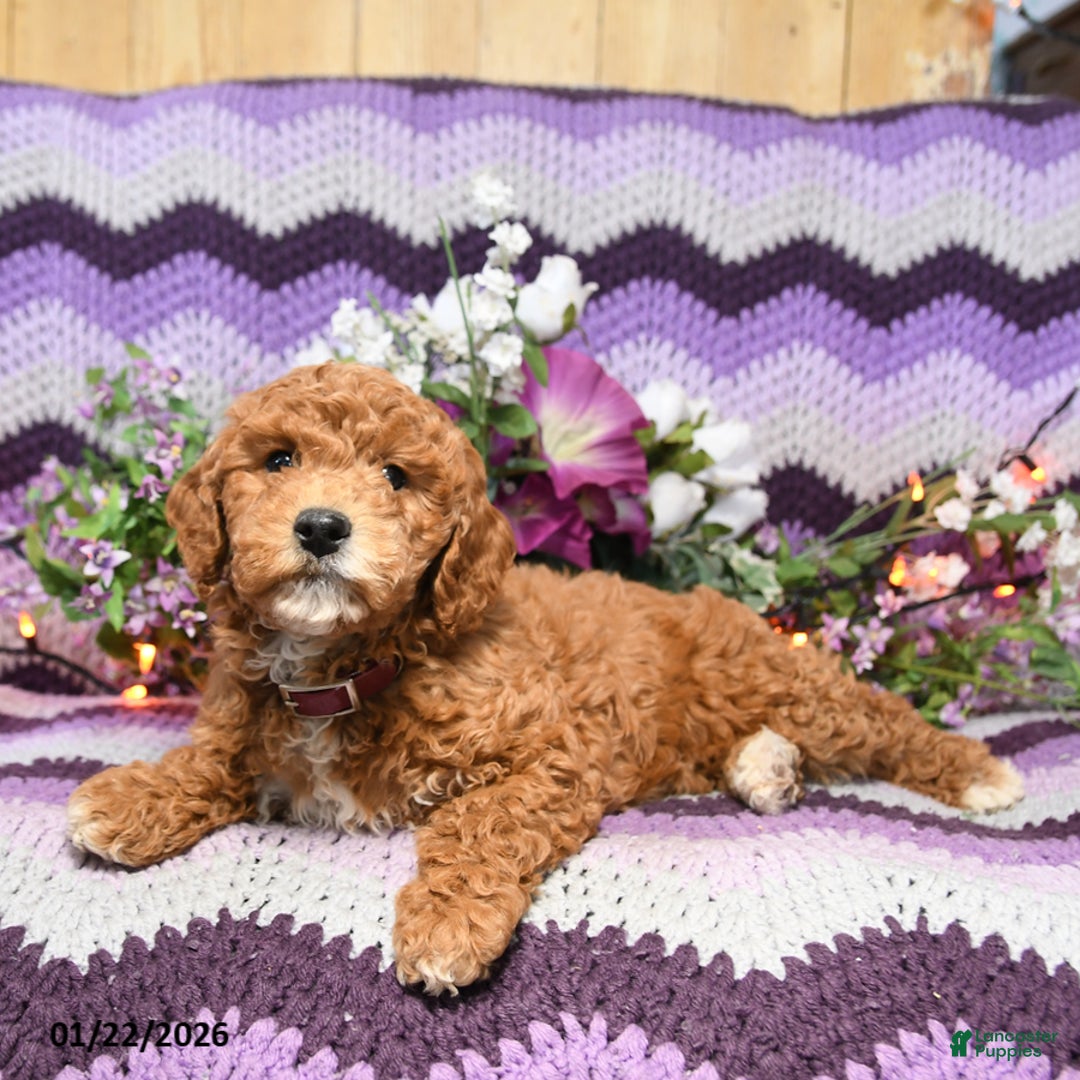 Mini Goldendoodle dogs for sale: Jinda - Ad 3