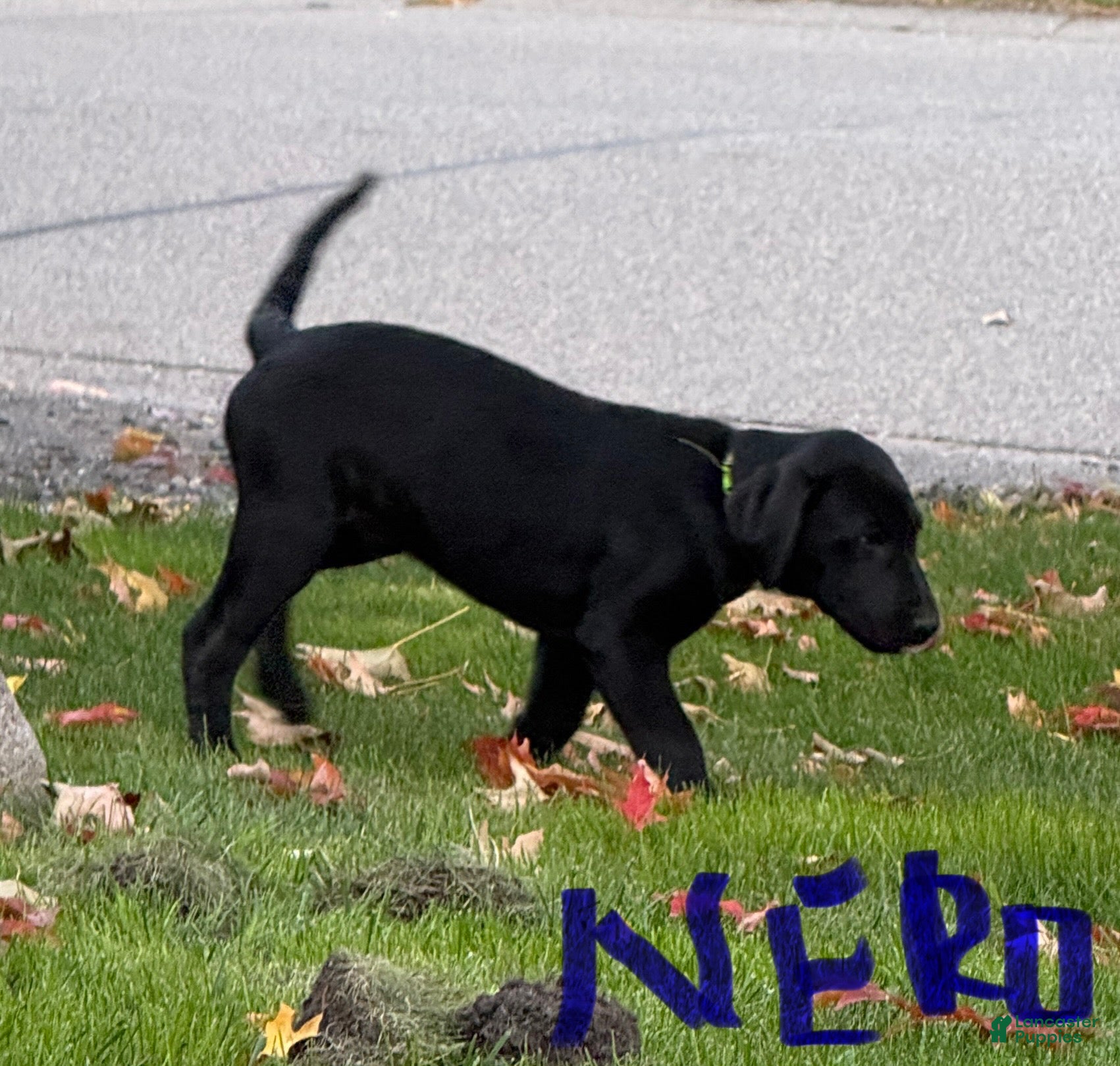 Labradoodle dogs for sale: NERO - Ad 1