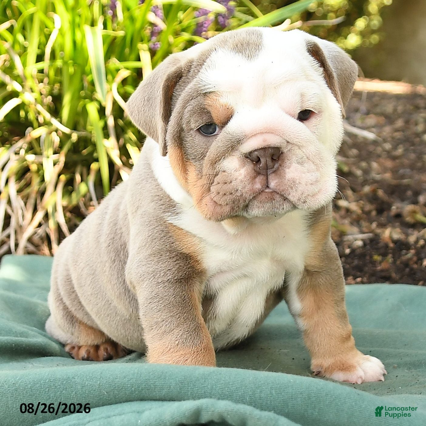 English Bulldog dogs Sarge - Ad 2