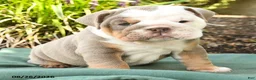 English Bulldog dogs for sale: Sarge - Ad 2