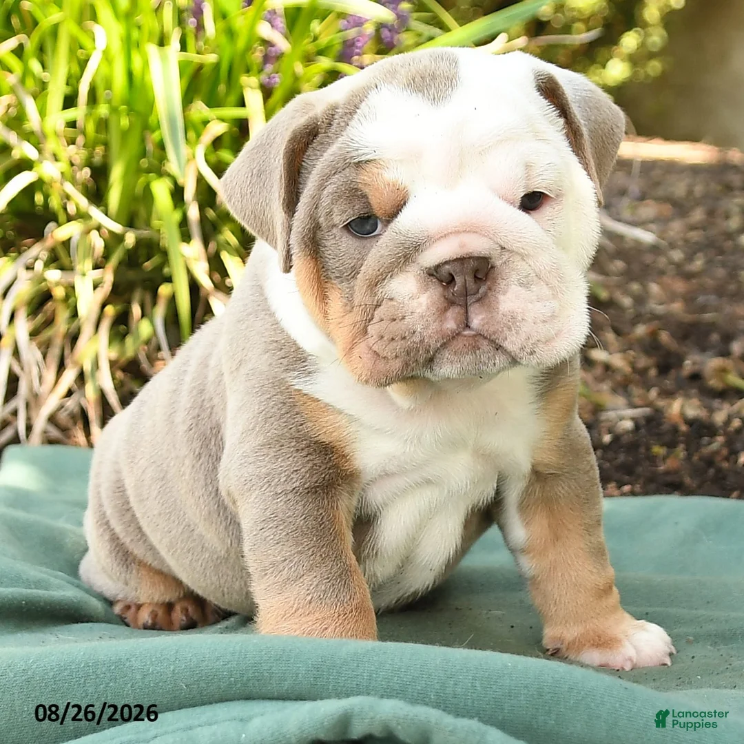 English Bulldog dogs for sale: Sarge - Ad 2