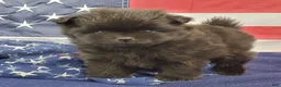 Pomeranian dogs for sale: Gage - Ad 7
