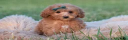 Maltipoo dogs for sale: Churro F1B - Ad 5