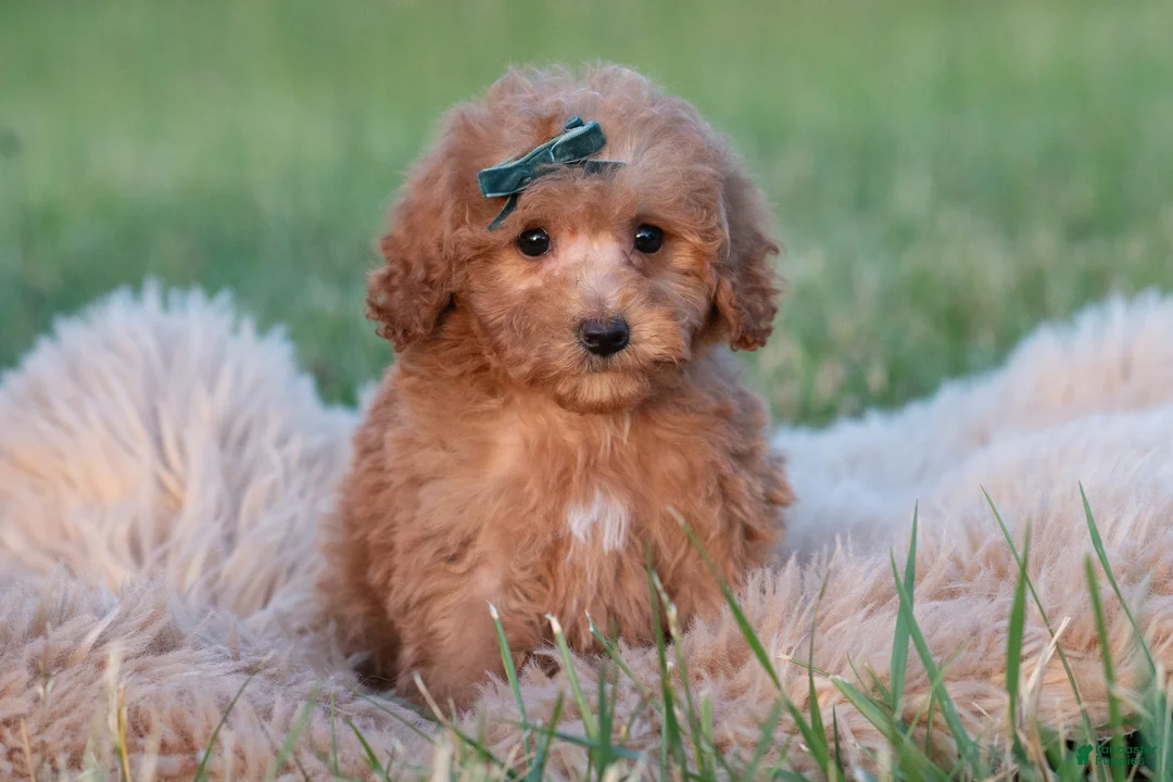 Maltipoo dogs for sale: Churro F1B - Ad 5